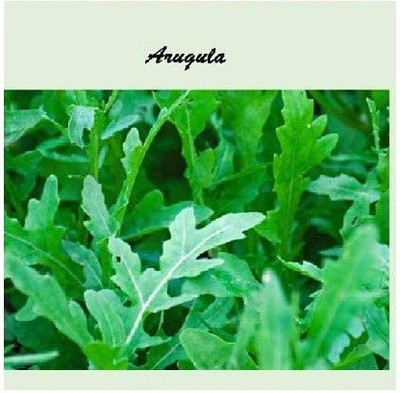 CYBEXIS Arugula2800 Seeds Seed(2800 per packet)