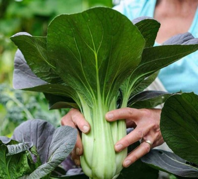 CEZIUS Seeds for Planting Pak-Choi Green Brassica campestris Seed(100 per packet)