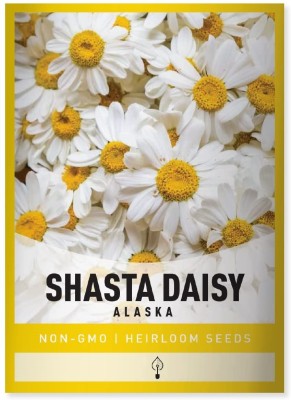 Biosnyg White Shasta Daisy (Alaska, Chrysanthemum Maximum)-[50 Seeds] Seed(50 per packet)