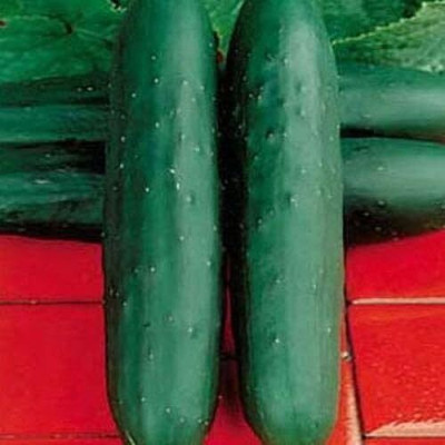 Qualtivate PUA5-A Cucumber Slicing Dasher II Seed(300 per packet)