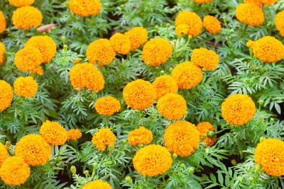 SHYAM marigold,gende ka phool seeds Seed(21 per packet)