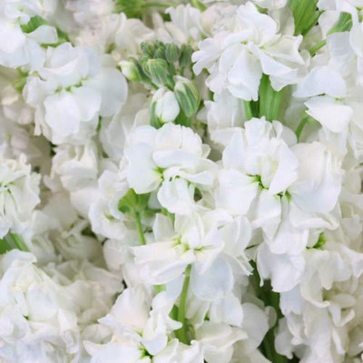Aywal Stock Matthiola Incana Mixed Color Flower Seed(80 per packet)