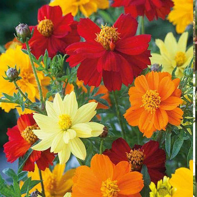 KANAYA Purple Cosmos Flower Seed(13 per packet)