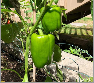 VibeX ATS-16 - Capsicum (Simla Mirch/Pahadi Mirch) - (1350 Seeds) Seed(1350 per packet)