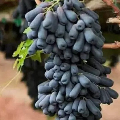 Chalisa Grapes Fruit, Black Grapes Seed(70 per packet)