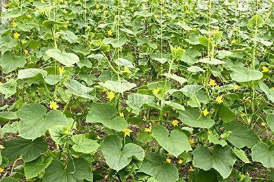 KANAYA Cucumber Seed(20 per packet)