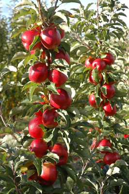 CRGO APPLE , SEV Seed(10 per packet)