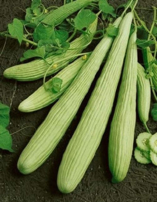 CYBEXIS VXI-53 - Long Melon Cucumber (Cucumis sativus) - (150 Seeds) Seed(150 per packet)