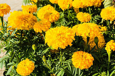 Rivarossi marigold/gende ka phool flower seeds Seed(75 per packet)