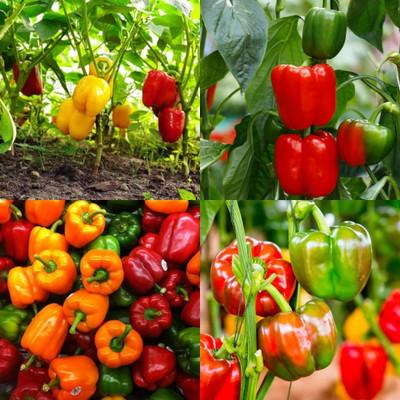 ibains Capsicum tree seed shimla mirchi 72 Seed(72 per packet)