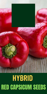 Qualtivate PUA-9A Red Capsicum Vegetable Seeds Seed(100 per packet)