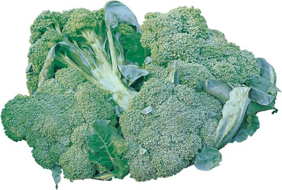 WILLVINE AGRI -XII Di Ciccio Organic Broccoli Seeds [5g] Seed(1500 per packet)