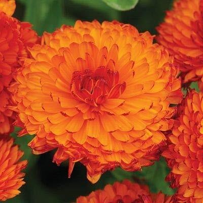 Lorvox Calendula Hybrid Flower High Germination Seed(54 per packet)