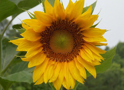 Avysa Sunflower Seed(400 per packet)