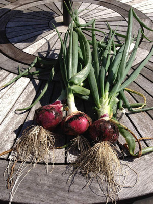 KNESSiN Hybrid Onion 1 Packet Seeds Seed(300 per packet)