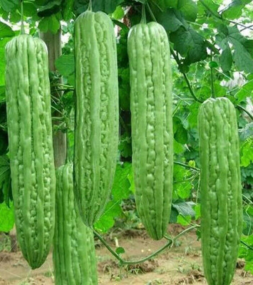 Pbevergreen BDSresolve Bitter gourd seeds/Bitter gourd seeds 49 Seed(49 per packet)