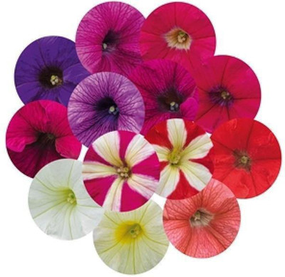 WHADE Petunia Maxi Mix Flower Seeds Seed(70 per packet)