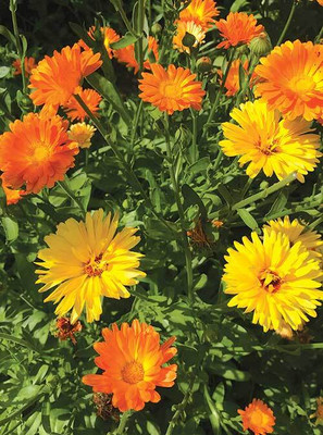 GREENSEA Calendula Flower Seed(24 per packet)