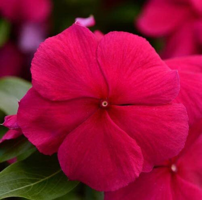 Lorvox Hybrid Imported Vinca Flower Seed(100 per packet)