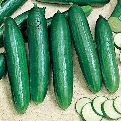 WILLVINE CUCUMBER IMP. POINSET SEEDS-[2000 Seeds] Seed(2000 per packet)
