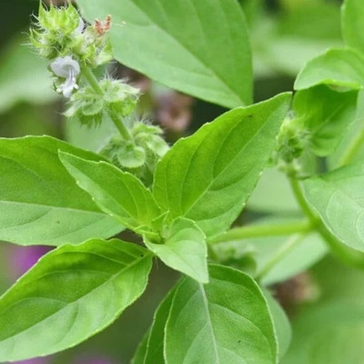 Qualtivate XL-21 Lemon Basil 'Mrs. Burns' Seed(1000 per packet)
