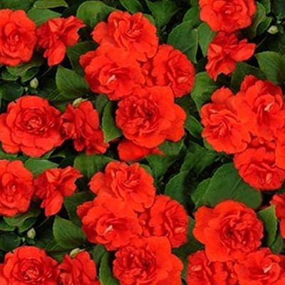 CYBEXIS Seeds of Balsam Tom Samb from Russia Seed(25 per packet)