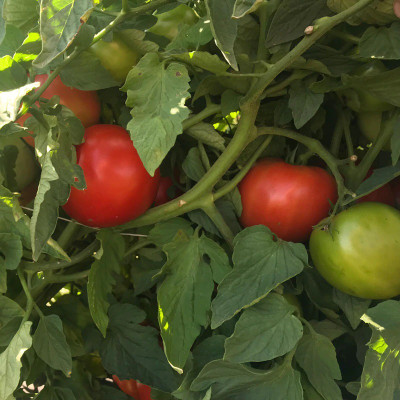 VRAKSHA Tomato Galahad Seed(300 per packet)