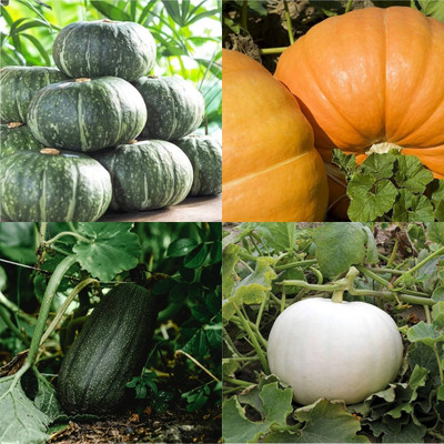ibains Desi pumpkin seeds for planting biij 13 Seed(13 per packet)