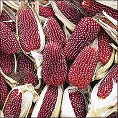 WILLVINE XLL-724 Strawberry Popcorn Corn Seeds Seed(500 per packet)