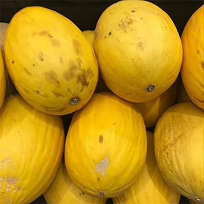 VibeX HUA-65 - Yellow MelonCantaloupe Muskmelon Kharbuja - (150 Seeds) Seed(150 per packet)