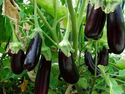 LPR BRINJAL SEEDS Seed(500 per packet)