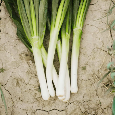 Biosnyg Fast Growing Japanese Green Onion Seeds for Terrace Gardening-(3000 Seeds) Seed(3000 per packet)