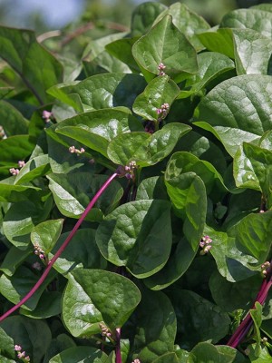 VibeX LX-13 - Red Malabar Spinach - (750 Seeds) Seed(750 per packet)