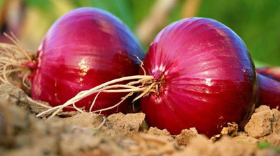 Qualtivate RES-7A Red Onion - Sweet Vidalia Seed(500 per packet)