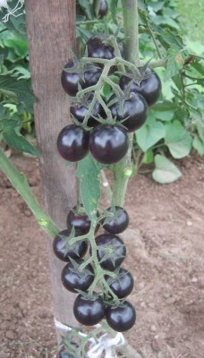 Aywal Black Tomato F1 Hybrid Heirloom Seed(225 per packet)