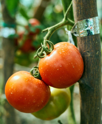 BMSSSL tomato Seed(70 per packet)