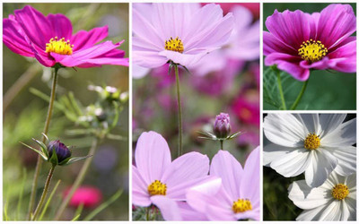 CYBEXIS Hybrid Cosmos Sensation Seed(50 per packet)