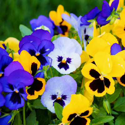ACCELCROP Pansy Flower Seeds Hybrid double Colors F1 Hybrid Flower Seed(40 per packet)
