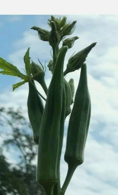 Quentova LONG POD OKRA SEED-DXL-6U Seed(250 per packet)