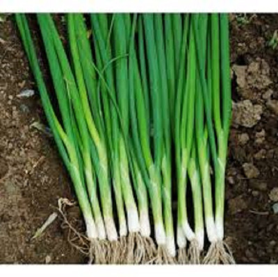 XOLDA Bunching onion Seed(32 per packet)