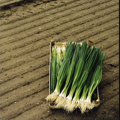 CYBEXIS VVI-55 - Bunching Onion White - (4500 Seeds) Seed(4500 per packet)