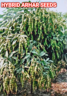 HYBRID 1kg hybrid arhar dal/Red gram/toor seeds highest yield variety early fruiting Seed(1 per packet)