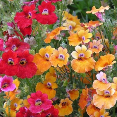 ACCELCROP Nemesia Strumosa Carnival Mix Seed(115 per packet)