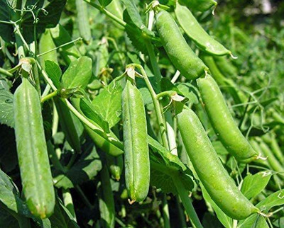 VibeX ® VMR-373 English Green Sweet Peas Seed(50 per packet)
