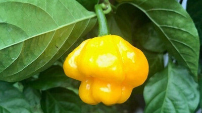 KNESSiN Scotch Bonnet Pepper Seed(200 per packet)