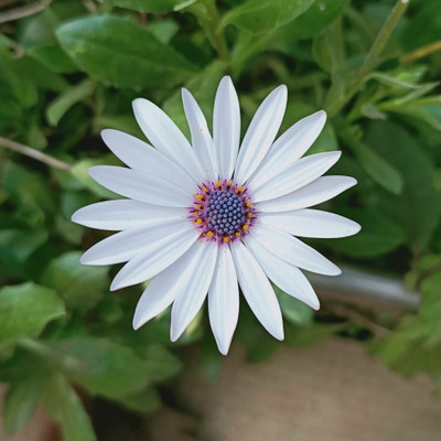 FEVESTA Dimorphotheca Glistening White Seed(50 per packet)