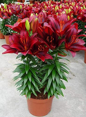 DIVINE ®EF- Mixed Color and Hybrid Flower Seeds -0A12 Seed(45 per packet)