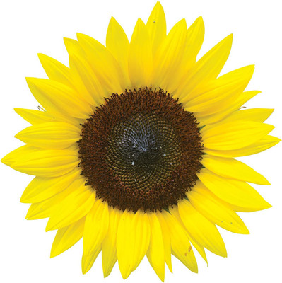 CYBEXIS XLL-1 - Jua Maya Hybrid Sunflower - (150 Seeds) Seed(150 per packet)