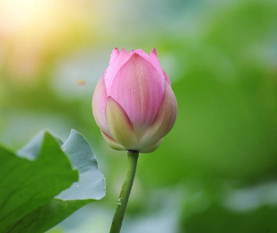 MOOFGA lotus,kamal gatta Seed(11 per packet)