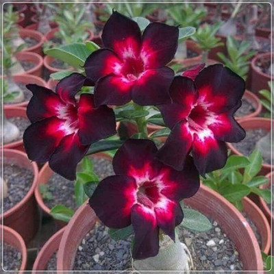 Qualtivate TLX-606 Adenium Obesum Desert Rose Impala Lily Seed(30 per packet)